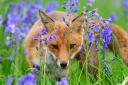 A fox in the bluebells. Photo: Jason Hornblow