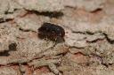 Forest industries are being urged to be vigilant for signs of the beetle. Pic Max Blake, Forest Research