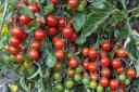 Vining and dining: how to grow the perfect tomatoes