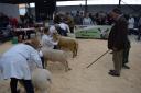 Sheep judging at Cornish Winter Fair 2017