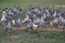 Farmed white goose in Dordogne