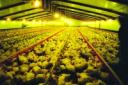 An intensive poultry unit - Picture: Compassion in World Farming