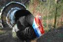 A winning exhibition Narragansett turkey wearing his championship sash
