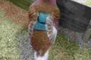 A Bronze turkey hen wearing a canvas saddle to protect her from damage by the male