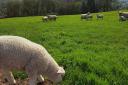 Police report an increase of livestock worrying incidents across Devon and Cornwall during May