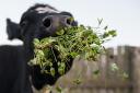 Cow with a mouthful of clover.