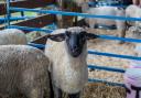 Suffolk sheep in a pen
