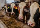 Cows grazing in stall, stock image