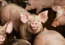 Healthy pigs are being culled