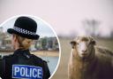 A new awareness campaign is being launched to encourage residents and countryside visitors to help fight rural crime and livestock theft in Devon.
