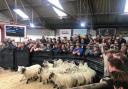 Goose Fair Sheep Sale in 2019