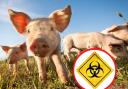 African Swine Fever has been found in Germany, Belgium, Romania and Poland