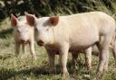 On farm pig culls are increasing as pig farmers run out of options