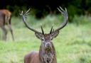Ian Liddell-Granger wants Government cash for TB study in red deer on Exmoor