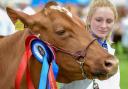 The Royal Cornwall Show starts today
