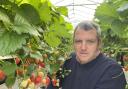 WINTER STRAWBERRIES: John Downes, managing director at Global Berry