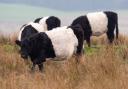 Belted Galloway cattle