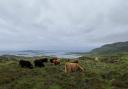 Highlanders graze overlooking Cragaig Bay on the Isle of Ulva (Pic: Rhuri Munro)