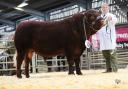 Sale leader at Sedgemoor on Tuesday for the Devons was the 9500gns Rocknell Nower
