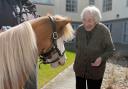 Two American miniature horses stopped by to visit residents at Falmouth Court Care Home