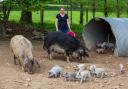Michelle Burley-Hodge with the wooly Mangalitzas