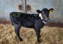 Researchers are using 'state-of-the-art technology' are finding that calves vary significantly in their movements and personality types.