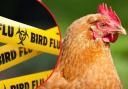 A new case of bird flu has been confirmed in Teignbridge