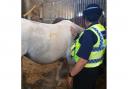 The horse, which is recovering well, with an officer. Picture: Dorset Police Rural Crime Team
