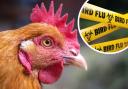 Devon is being hit hard by avian flu