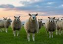 NADIS reminds sheep farmers that there is a high risk of fly strike at present