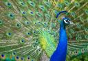 The first case was in a pelican but today it was announced that one the peafowl has avian flu