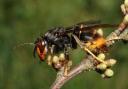 An Asian hornet. Picture: British Beekeepers Association