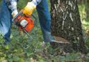 Landowner dug up trees in established mature woodland and burnt them illegally