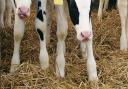 An Irish farmer has plead guilty to animal welfare breaches
