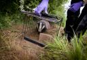 Badger leaving vaccination trap