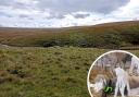 100 sheep were fitted with GPS tracking collars before being put out to graze on Dartmoor National Park last year
