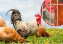 Animal welfare laws under threat as ministers move to bin EU legislation