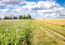 Farmers will be paid for establishing and maintaining flower-rich grass margins, blocks and in-field strips