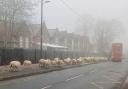 The sheep look like they're waiting for the bus in Alan's photo