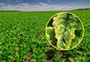 The emergency pesticide authorisation is to tackle the risk to sugar beet from yellows viruses