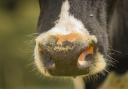 The cow  had a naturally occurring form of the disease called atypical BSE and not so-called classical BSE, the Government has confirmed