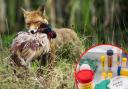 The foxes and otters found with bird flu are believed to have eaten dead wild birds that were infected with the virus