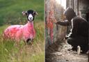 “The farmer won’t be happy, someone’s done graffiti on them sheep