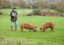 The National Pig Association wants the review to be carried out urgently as it says the industry needs lasting reform and a fairer trading environment for struggling pig producers