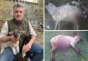 Farmer Cameron Farquharson has lost yet more sheep to dog attacks