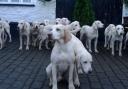 Hounds from the Cotley Hunt outside a pub