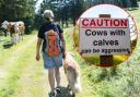 Incidents in which walkers are killed or injured often involve cows with calves, or bulls