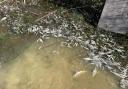 Thousands of dead fish have been found at the Harbour Bridge Lakes