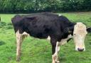One of Harris' cows that inspectors found