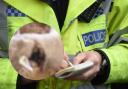 Police are appealing for information after a sheep was attacked.
